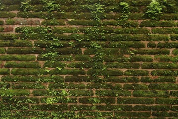 An old brick wall totally overgrown with green moss. A brickwork texture