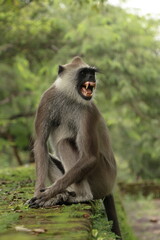 Wild monkey in its natural habitat. Hanuman langur or leaf monkey in green jungle forest in Sri Lanka