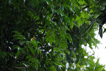 雨に濡れる葉っぱ