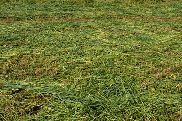 Mown green grass, close-up. Summer field background for publication, poster, screensaver, wallpaper, postcard, banner, cover, post. High quality photo