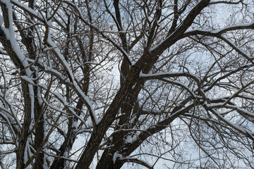 Winter landscape. Snow-covered trees in the winter forest for poster, calendar, post, screensaver, wallpaper, postcard, banner, cover, website. High quality photo