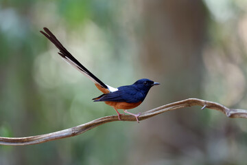 The White-rumped shama on a branch in nature