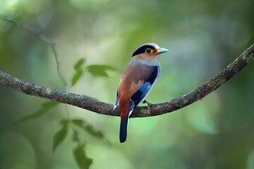 Beautiful Broadbill bird, male of Silver breasted Broadbill Serilophus lunatus