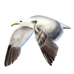 Watercolor flying sea gull isolated on white. Hand-drawn bird. 