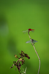 dragonfly on a branch