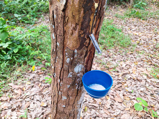 Fototapeta premium Rubber tree plantation with cups for rubber extraction. Wood and cup filled with rubber close-up.