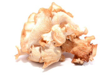 Oyster mushroom close up isolated on white background - stock photo
