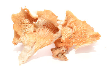 Oyster mushroom close up isolated on white background - stock photo
