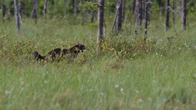 The running wolverine with a meal.