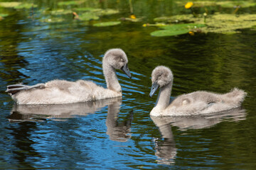 Two mute swan (Cygnus olor) chicks sleep while floating on the water