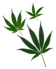 Beautiful three green cannabis leaves or hemp leaf in an order or set of marijuana leaf isolated on white background 2024. Cannabis young leaves and old leaves texture.