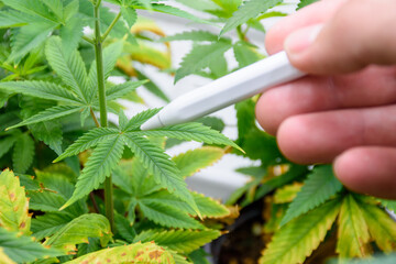 Hand of scientist holding a pen checking and analyzing marijuana plants or cannabis leaves that have problems with leaf wilt and blight. Disease problems in plants or cannabis.
