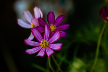 Cosmos flower