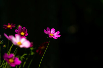 Cosmos flower