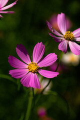 Cosmos flower