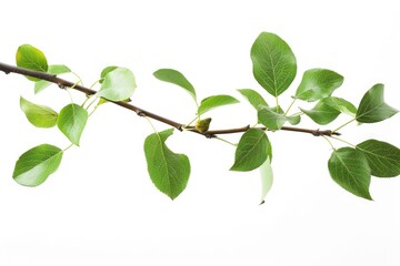Fototapeta premium Pear Branch. Tree Branch of Fresh Green Pear Wood on White Background
