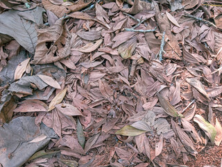 dry leaves in the background. fallen dry leaves piled up on the ground in the forest. natural. two sides of dry leaves and clay
