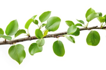 Fototapeta premium Pear Branch. Tree Branch with Pear Wood on White Background