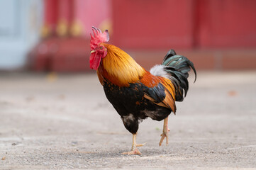 Selective focus of rooster walking.
