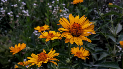 yellow flowers in the garden