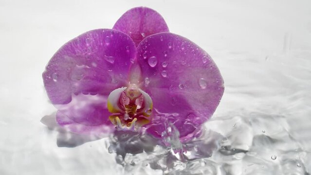 Beautiful pink orchid with falling water drops