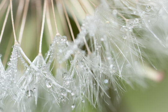 Dew Drop Dandelion 01