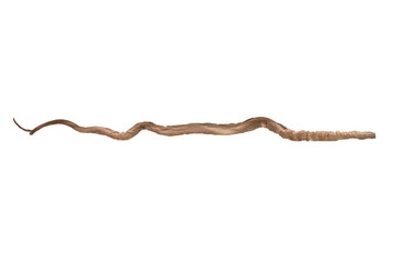 shed skin of a snake  on white, isolated
