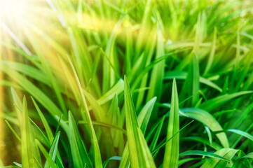 Sunlit blades of grass in a lush meadow. Bright green grass illuminated by sunlight in a close-up view.