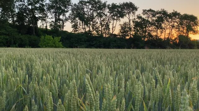 Campo de trigo verde al atardecer, las espigas se mueven lentamente con la brisa y el viento, El trigo que danza Camos ubicados en la Baja Austria centro Europa