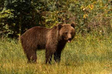 Fototapeta premium Beautiful Brown bear - Ursus arctos with her cubs seen on the Transfagarasan mountain road in the Carpathian Mountains, Romania.