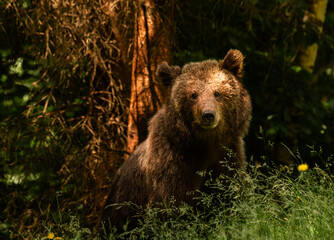 Beautiful Brown bear - Ursus arctos with her cubs seen on the Transfagarasan mountain road in the Carpathian Mountains, Romania.