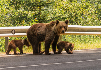 Beautiful Brown bear - Ursus arctos with her cubs seen on the Transfagarasan mountain road in the...