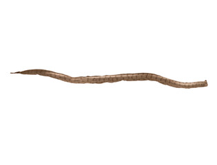 shed skin of a snake  on white, isolated