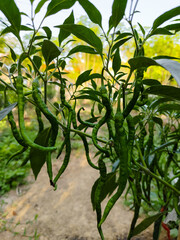 chili plants bear heavy fruit in the garden