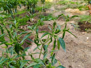 chili plants bear heavy fruit in the garden