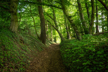 Fototapeta premium green forest in the sunshine