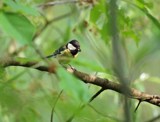 great spotted great tit, great tit on a branch