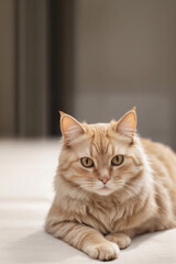 A cat sits against a plain background