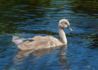 A mute swan (Cygnus olor) chick rests on the water in a characteristic pose, raising one leg