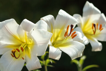 Obraz premium White Easter Lily flowers in garden. Lilies blooming against a dark natural background. Blossom white Lilium Candidum in a summer. Garden Lillies with white petals. Large flowers in sunny day.