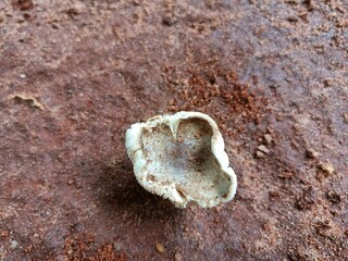 A fungus is any member of the group of eukaryotic organisms that includes microorganisms such as yeasts and molds, as well as the more familiar mushrooms.