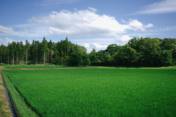 里山の田園風景