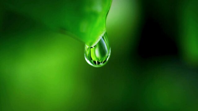 A droplet of water falling onto a spearmint green leaf in slow motion