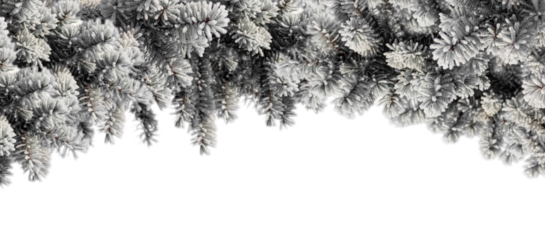 Border Frame of Frosted Spruce Branches in The Winter