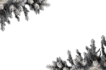 Border Frame of Frosted Spruce Branches in The Winter