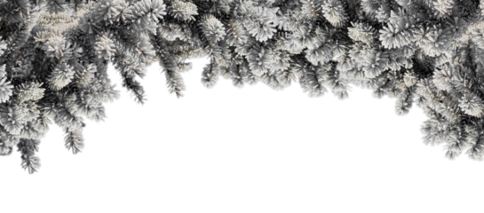 Border Frame of Frosted Spruce Branches in The Winter