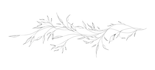 Botanical of long branches and leaves with hand drawn in line art