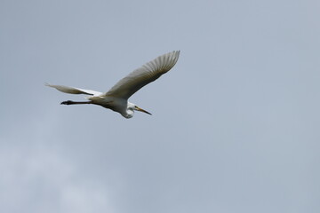 Fototapeta premium White egret flies against the sky