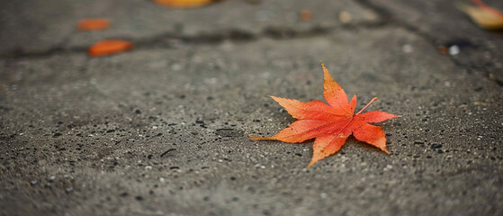 Autumn leaves on the ground in the park. Autumn background.
