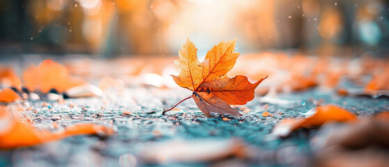 Autumn maple leaf on a cobblestone pavement in the city